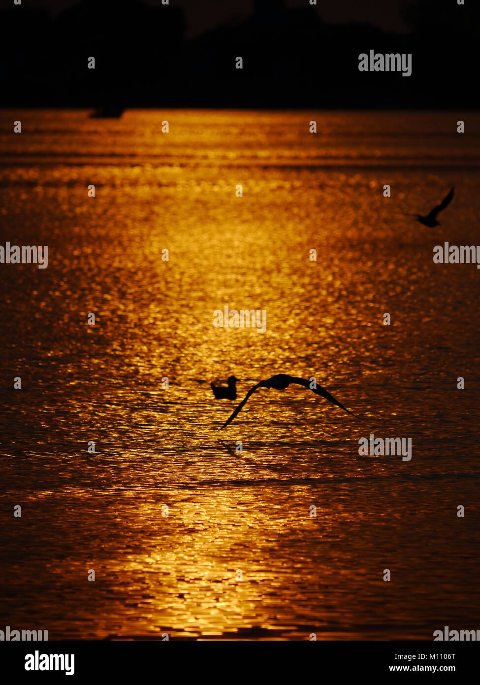 Le lac au coucher du soleil les oiseaux Banque D'Images