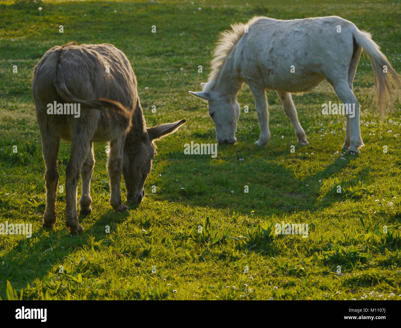 Cheval blanc et de l'âne le pâturage sur pré vert Banque D'Images