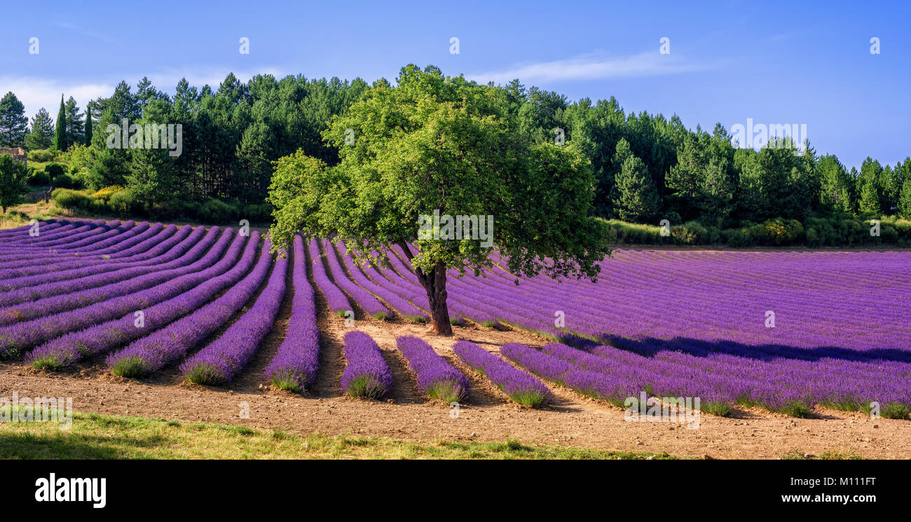 Champ de lavande en fleurs avec un arbre au milieu, Provence, France Banque D'Images