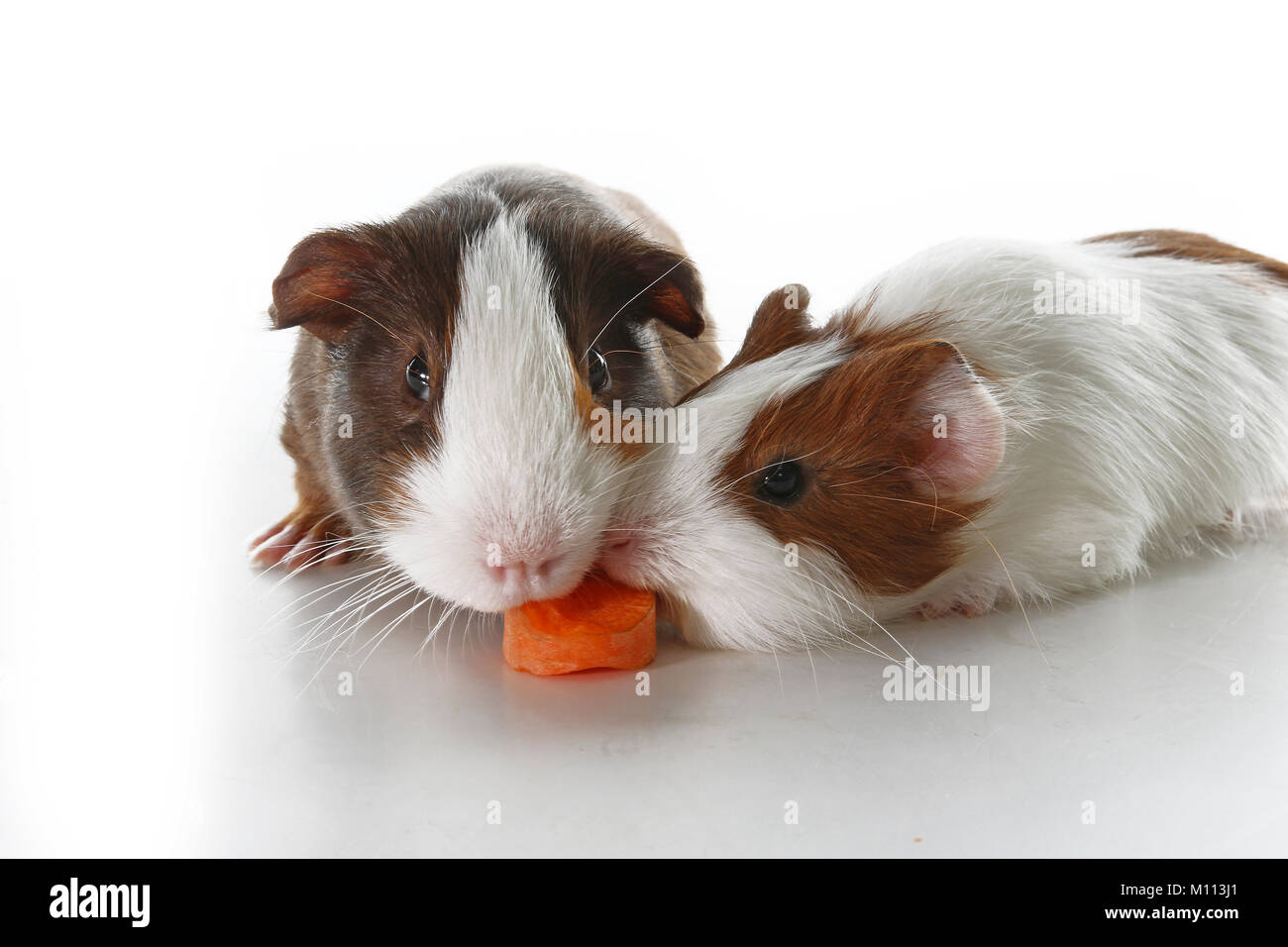 Studio cobayes sur fond blanc. Pet blanc isolé photo. Les cobayes péruvien Sheltie avec motif symétrique. Cobaye domestique Cavia porcellus ou Banque D'Images