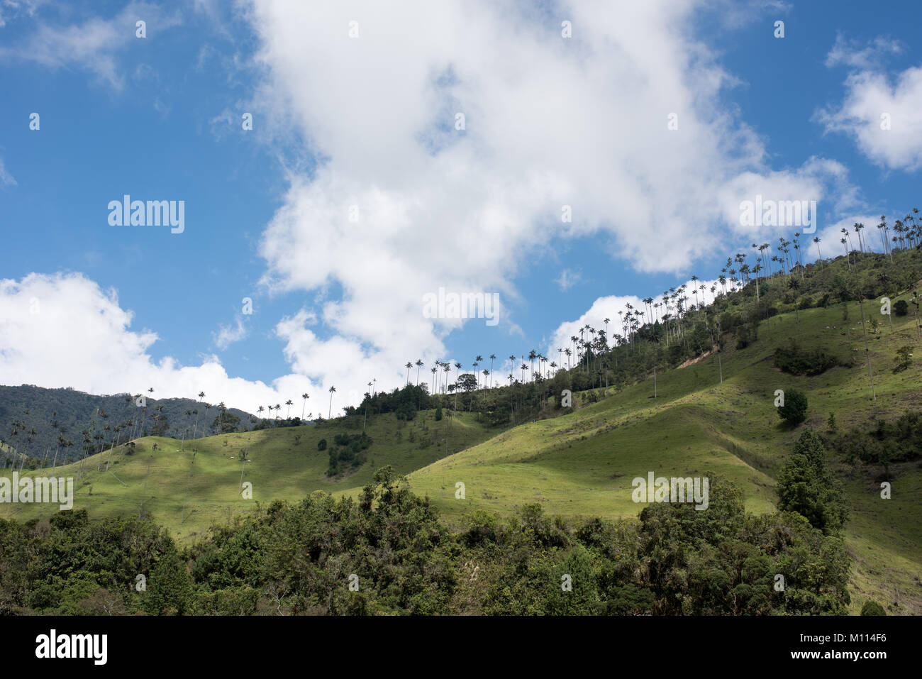 La vallée de Cocora près de Salento avec paysage enchanteur de pins et d'eucalyptus dominé par le fameux géant wax palms, ciel bleu clair, Colombie Banque D'Images