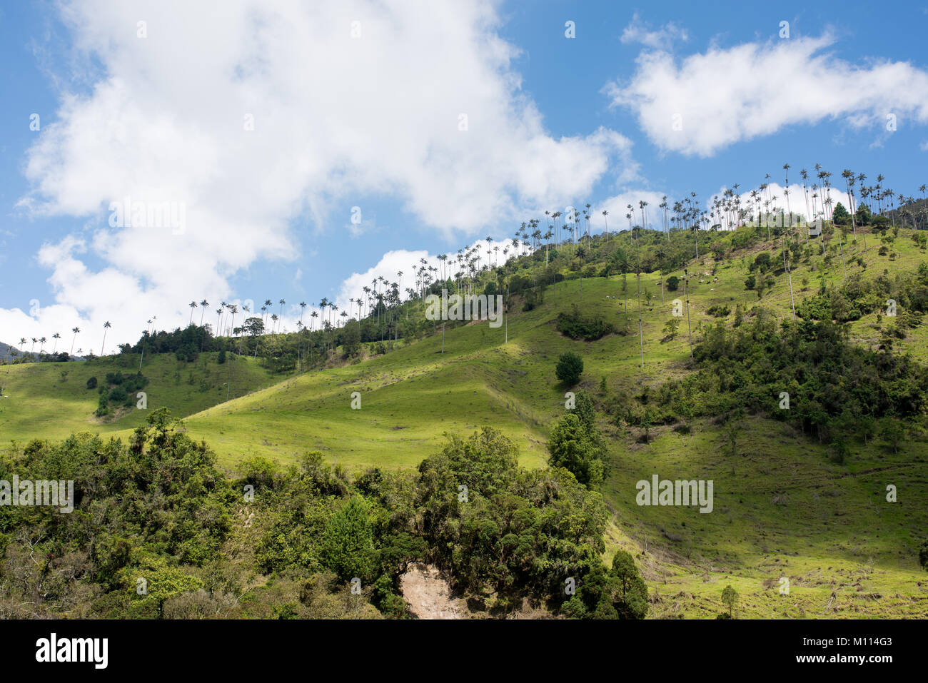 La vallée de Cocora près de Salento avec paysage enchanteur de pins et d'eucalyptus dominé par le fameux géant wax palms, ciel bleu clair, Colombie Banque D'Images