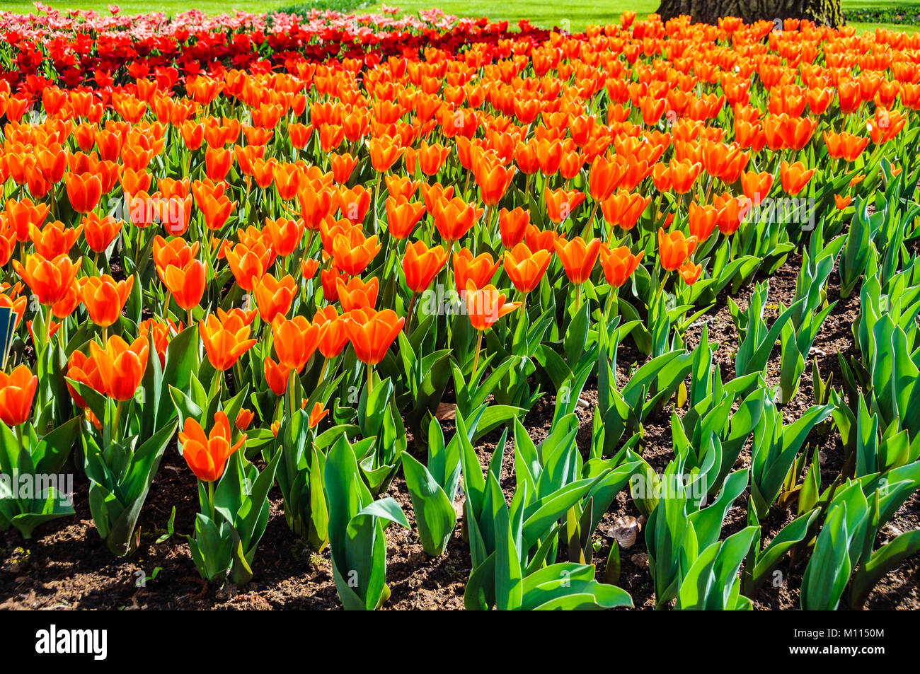 Tulipes Orange dans le jardin de Keukenhof près d'Amsterdam, Hollande Banque D'Images