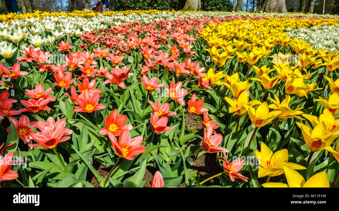 Tulipes colorées dans le jardin de Keukenhof près d'Amsterdam, Hollande Banque D'Images