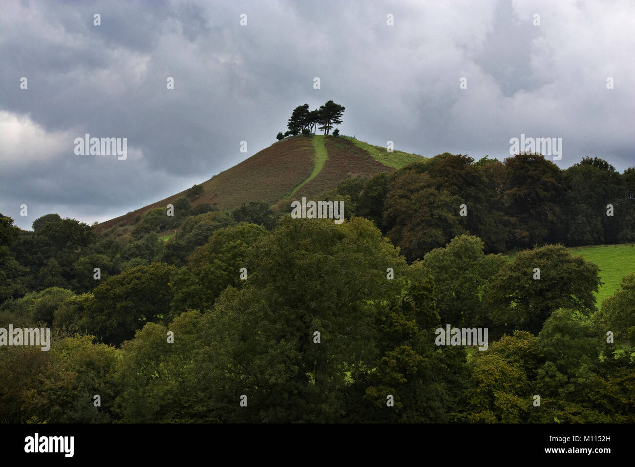 Colmer's Hill, Symondsbury, Dorset, Angleterre, Royaume-Uni Banque D'Images