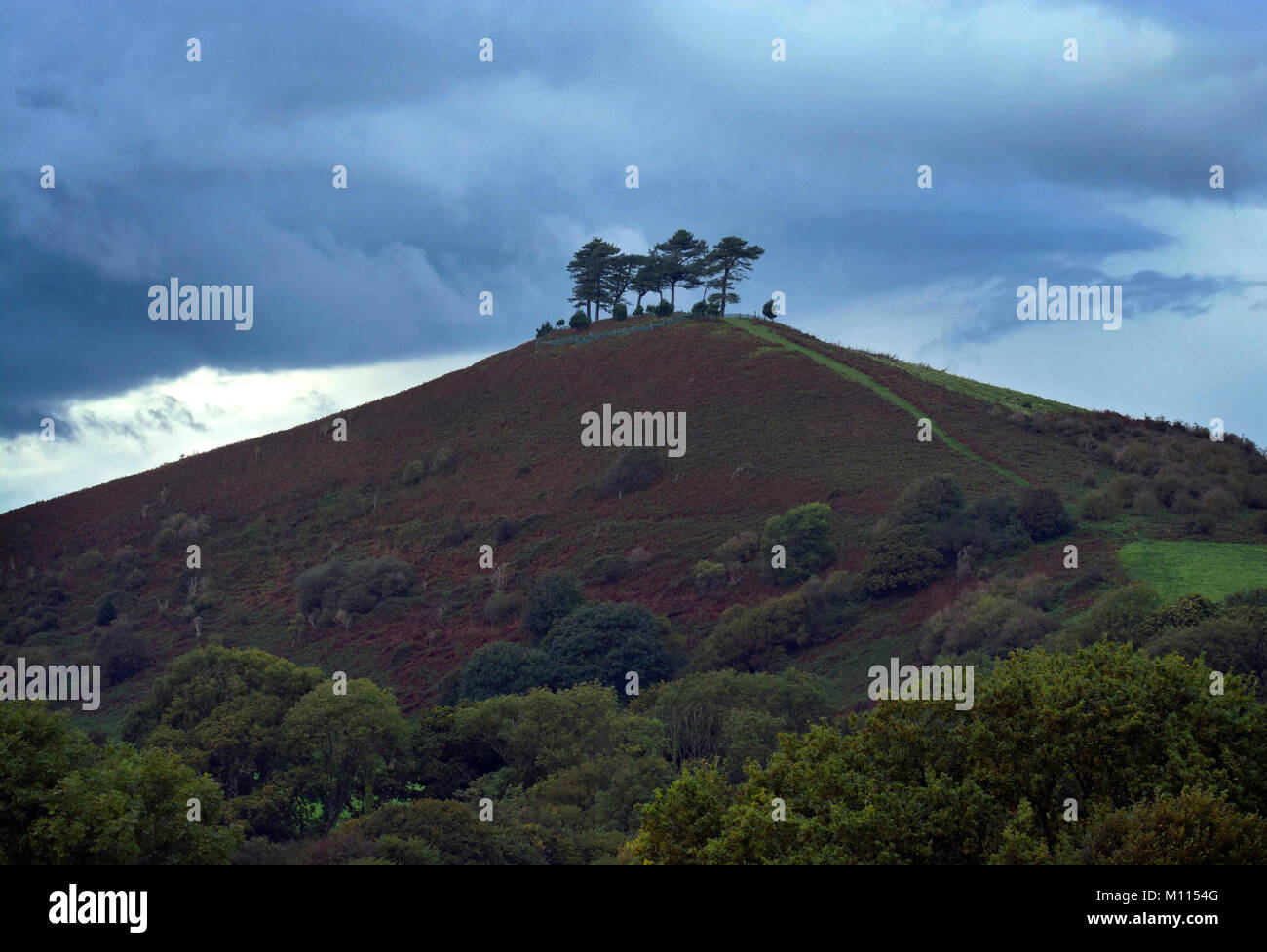 Colmer's Hill, Symondsbury, Dorset, Angleterre, Royaume-Uni Banque D'Images