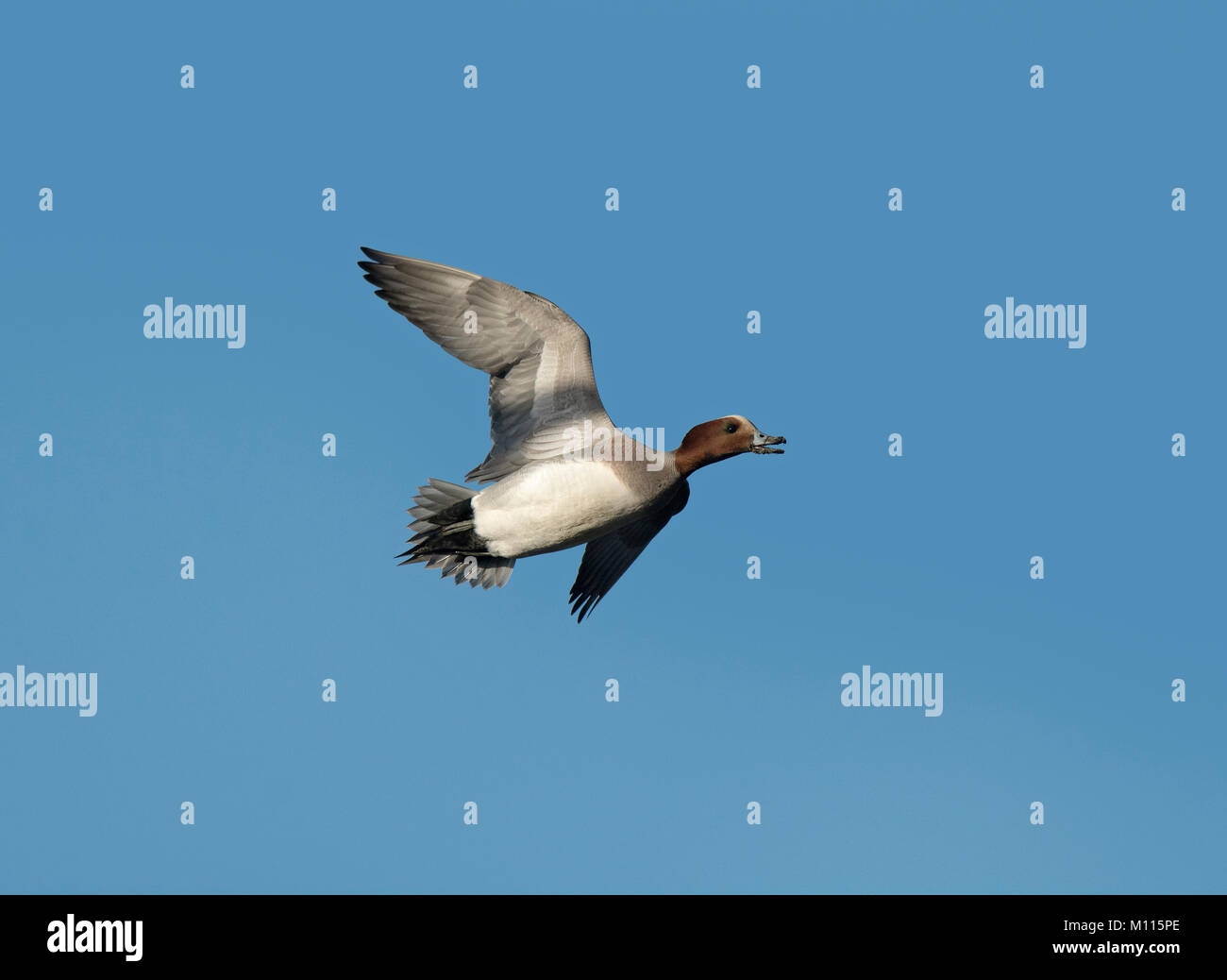 Le canard siffleur, Mareca penelope, en vol sur un ciel bleu, Lancashire, UK Banque D'Images