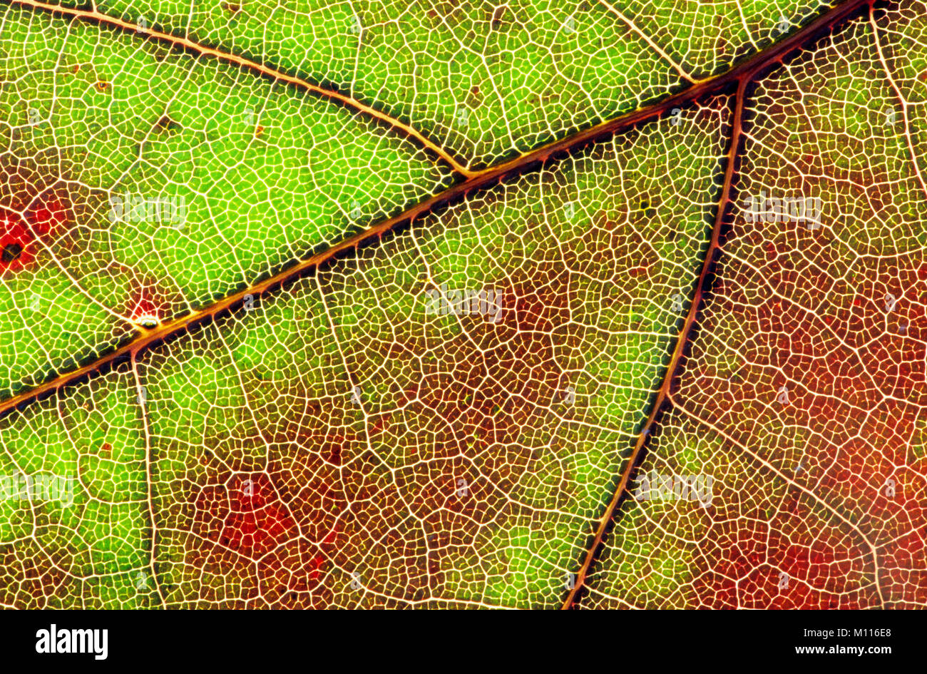 Le chêne rouge, feuilles en automne / (Quercus rubra) | Roteiche, Blattdetail / im Herbst (Quercus rubra) Banque D'Images