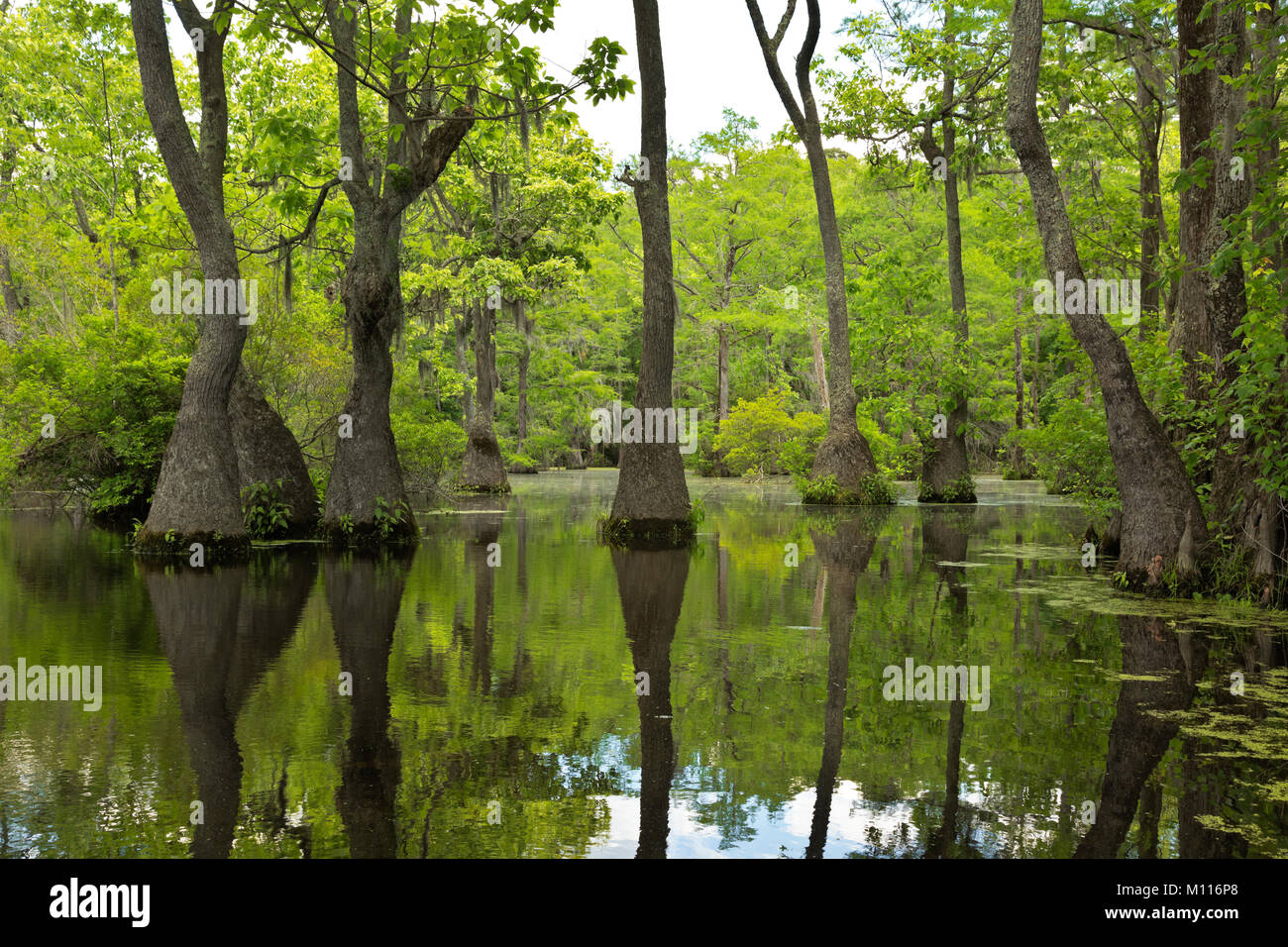 NC01450--00...CAROLINE DU NORD - arbres gracieux de la Cypress swamp se reflétant dans les eaux calmes de l'étang de la Marine marchande Marine marchande dans l'étang Banque D'Images