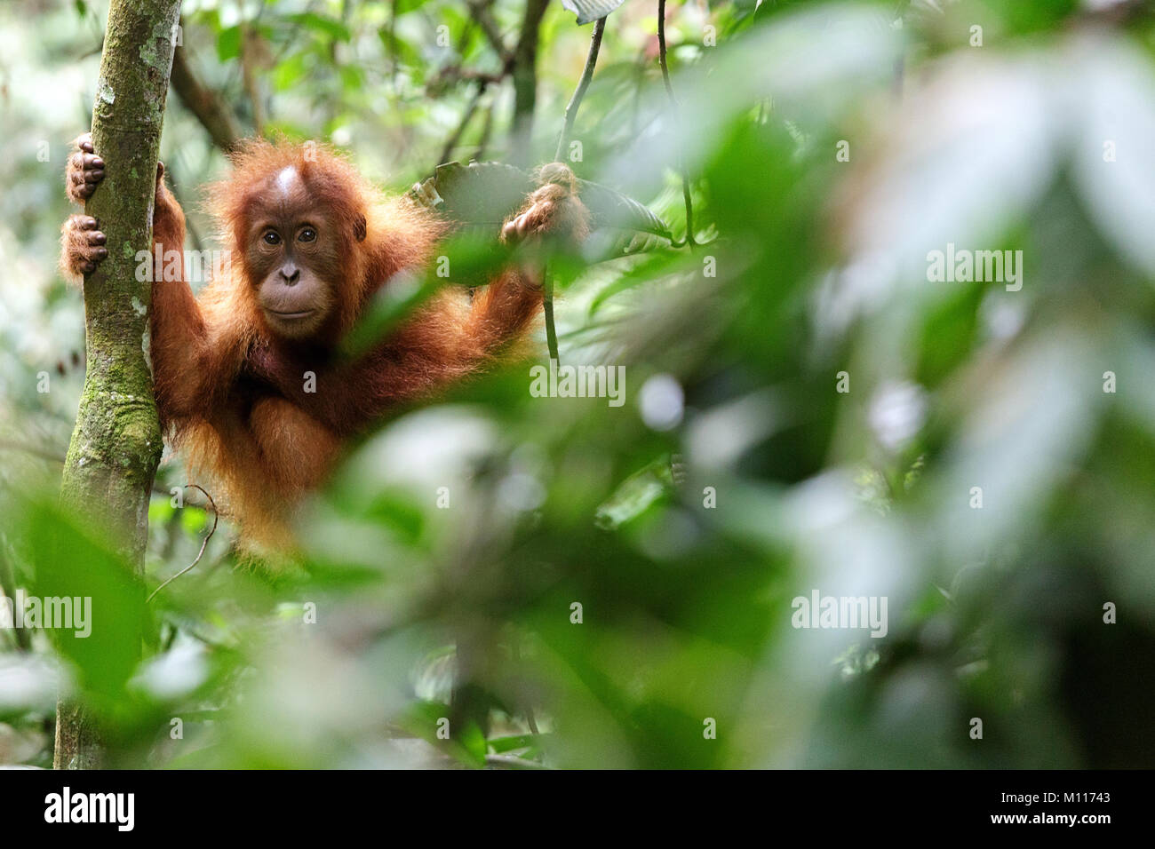 L'orang-outan bébé joue dans la forêt tropicale du Parc national de