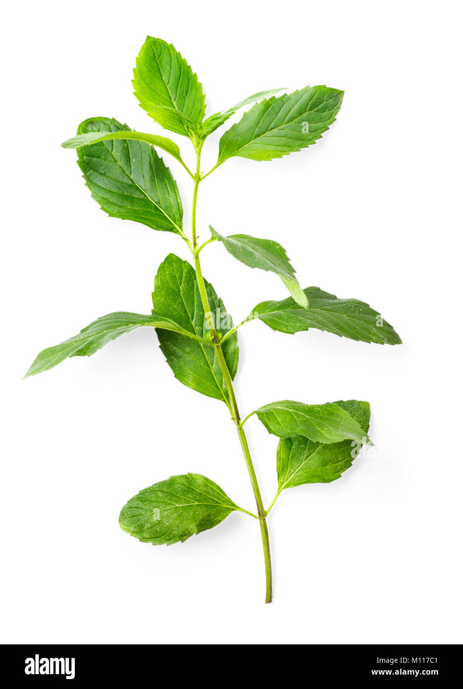 Menthe douce feuilles isolées sur fond blanc Banque D'Images