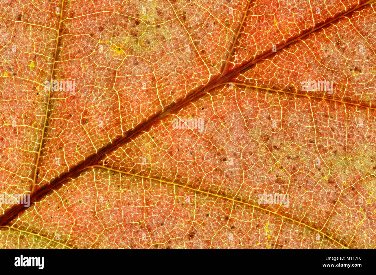 Le chêne rouge, feuilles en automne / (Quercus rubra) | Roteiche, Blattdetail / im Herbst (Quercus rubra) Banque D'Images