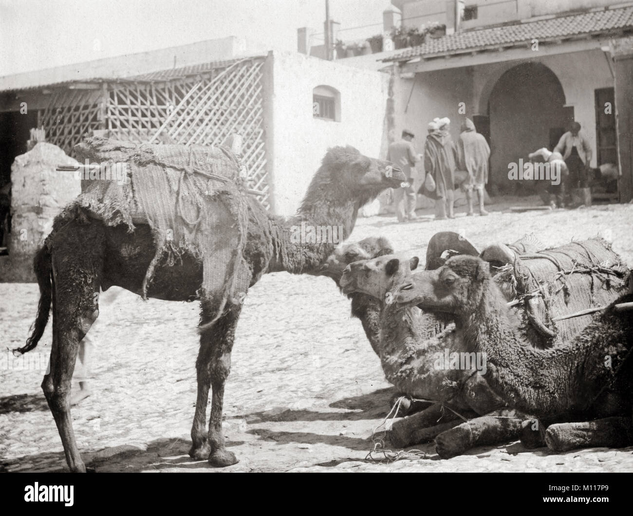 Caravane de chameaux au repos, Tanger, Maroc, c.1900 Banque D'Images