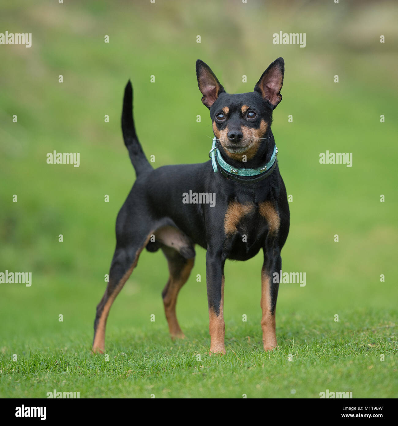 Pinscher nain Banque D'Images