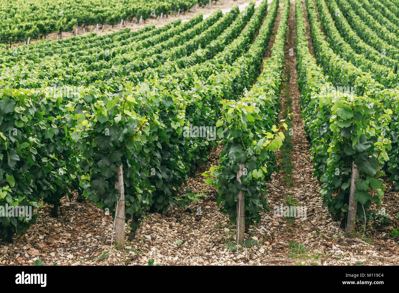 La vigne pousse dans des lignes dans le domaine, la France, la région viticole de Chablis Banque D'Images La vigne pousse dans des lignes dans le domaine, la France, la région viticole de Chablis Banque D'Images