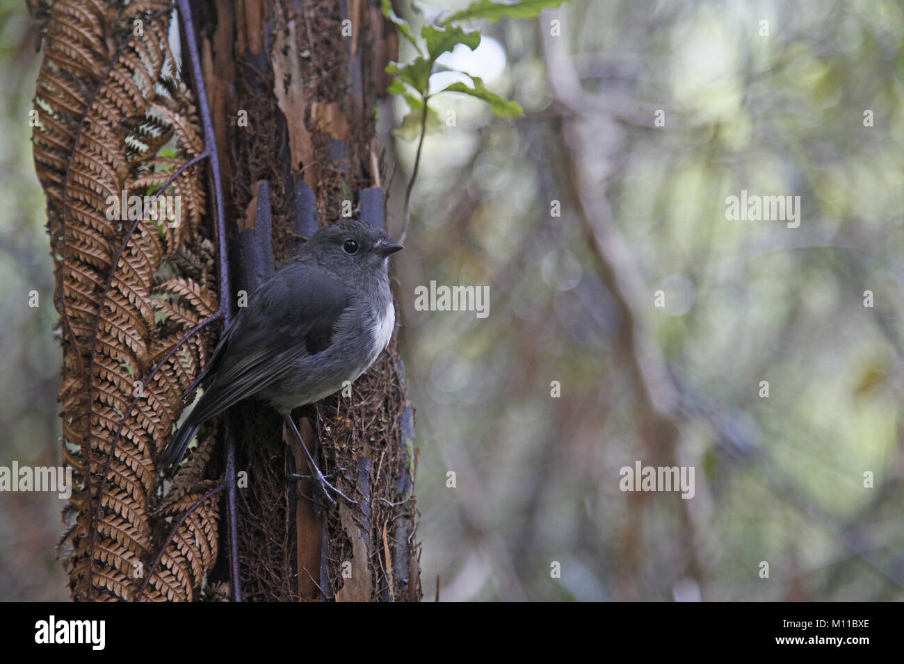 Robin de l'île du Sud, Petroica australis, raikiura forme l'île Stewart Banque D'Images