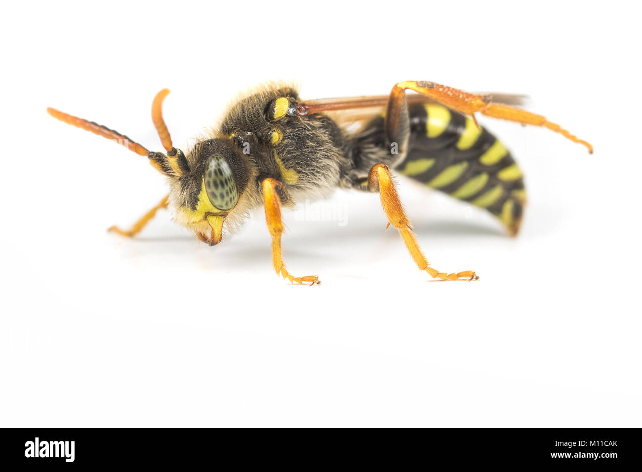 Une espèce d'abeille coucou Nomada sur un fond blanc. Les femelles attaquent les nids des abeilles Andrènes l'exploitation minière. Banque D'Images