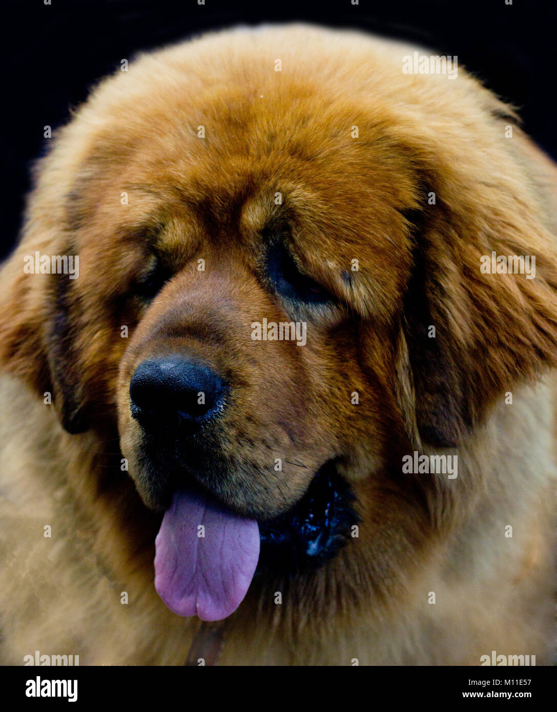 Chien de berger du Caucase sur le fond noir libre Banque D'Images