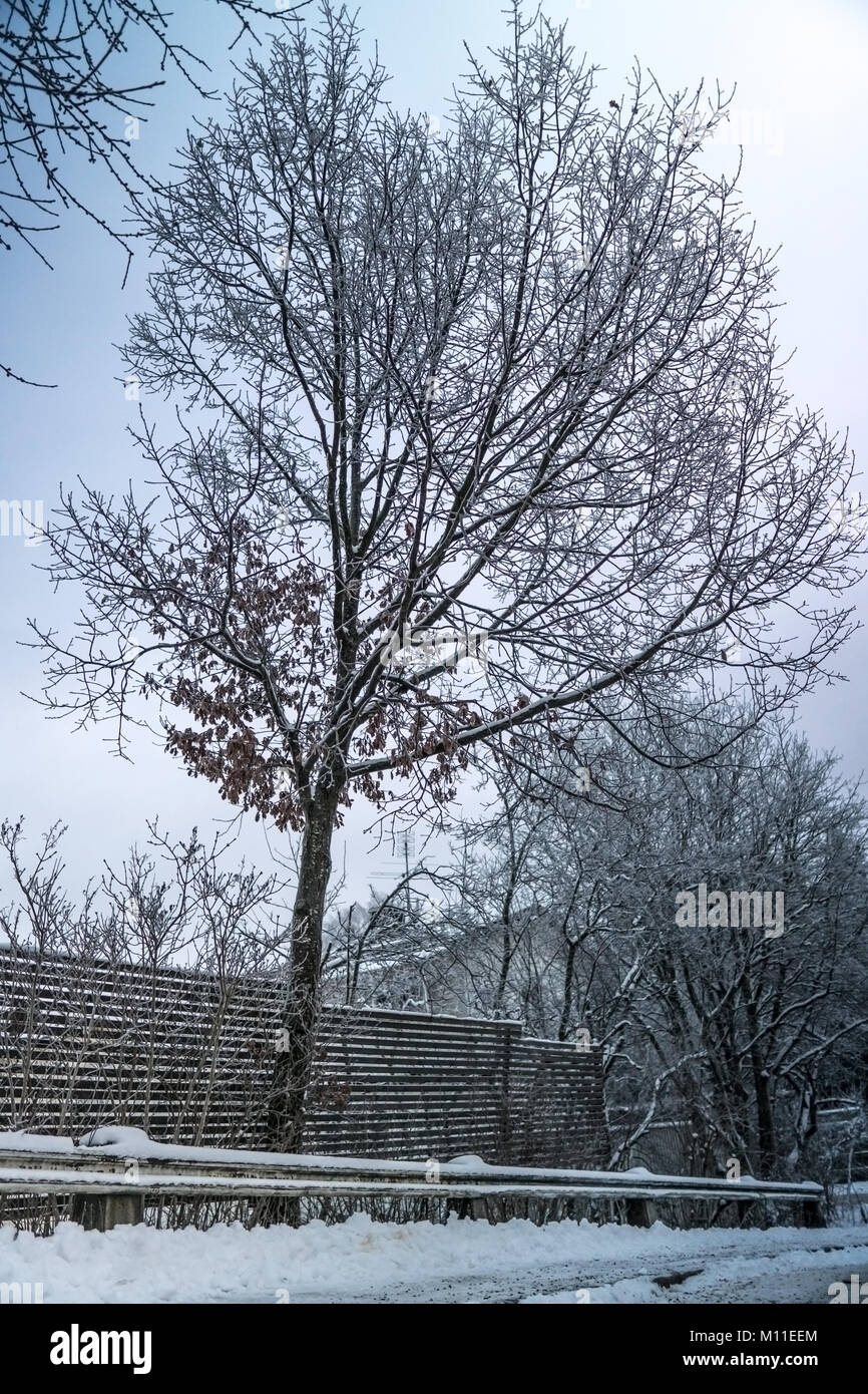 Un bel arbre dans un quartier résidentiel dans une ville suédoise pendant la saison froide. Neige sur les maisons voisines et surgelés nature Banque D'Images