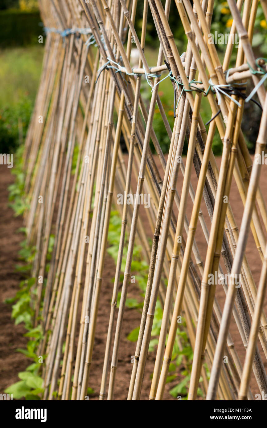 Une longue rangée de bâtons de haricots avec de jeunes plants prêts à se développer. Profondeur de champ. Banque D'Images