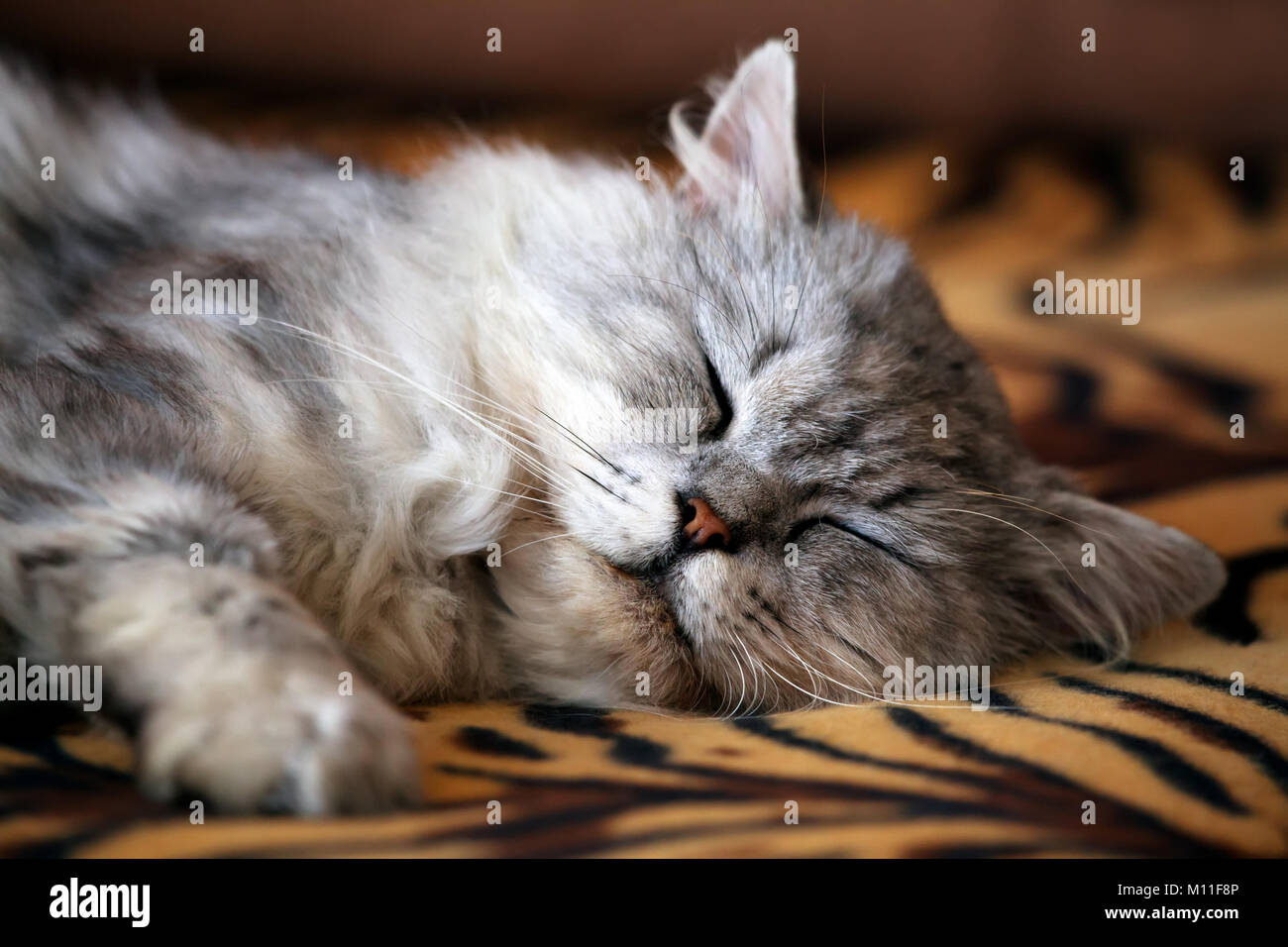 Jeune homme chat mignon dormir sur le canapé Banque D'Images