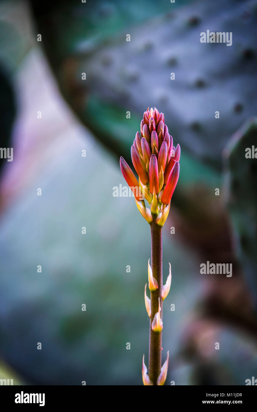 Close up image de l'Aloès fleur sur fond naturel doux Banque D'Images