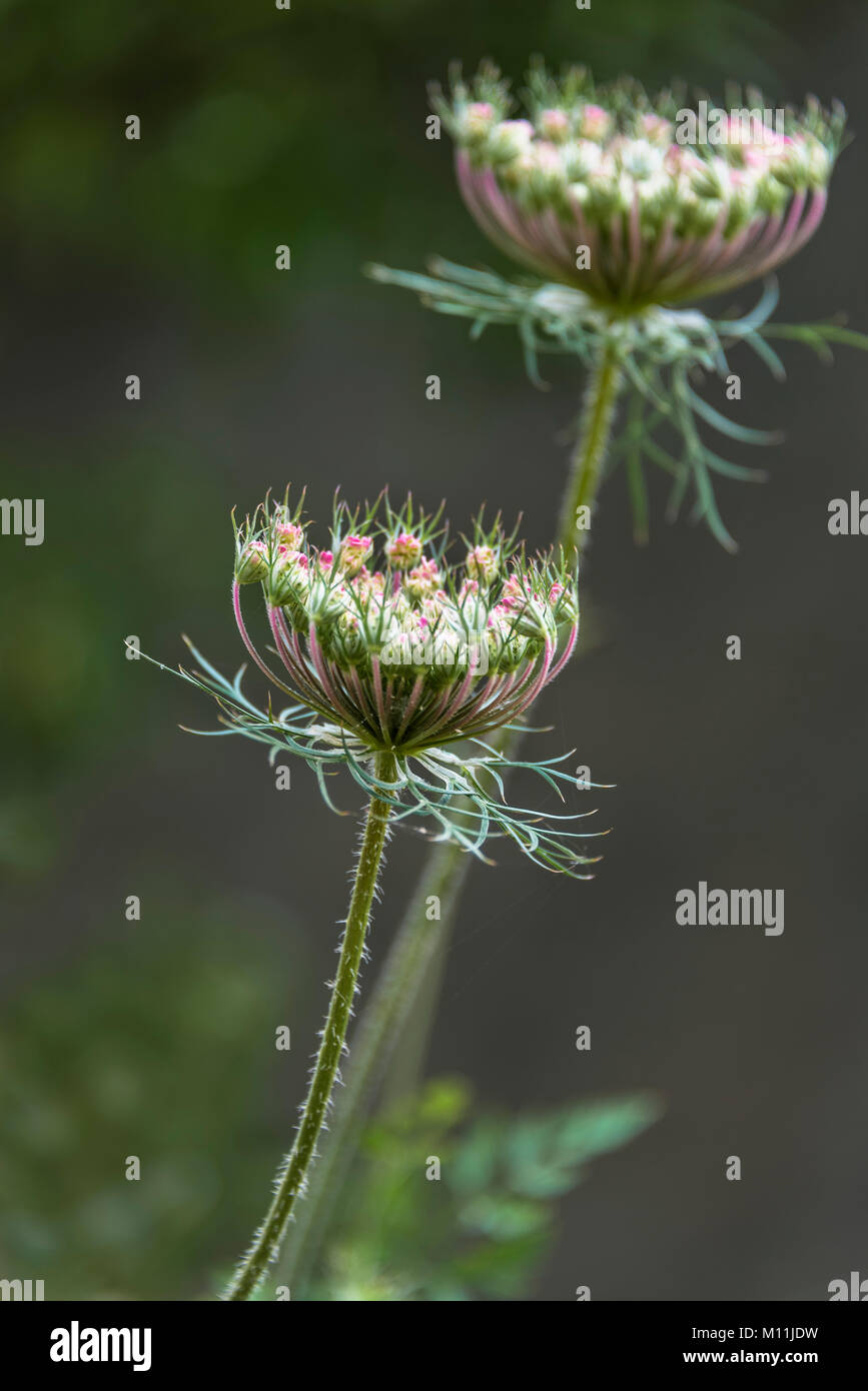 Close up image of Wildflowers isolé sur fond naturel doux Banque D'Images