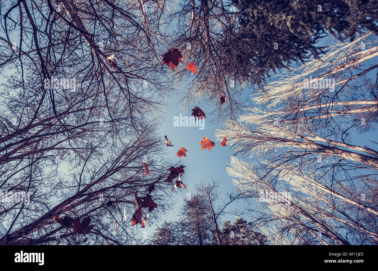 Grandes feuilles tombant d'un arbre Banque D'Images