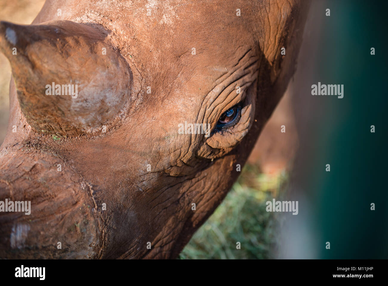 La faune du Kenya Banque D'Images