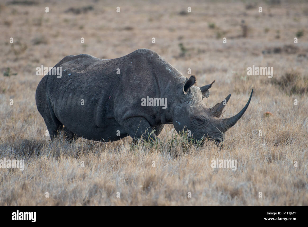 La faune du Kenya Banque D'Images