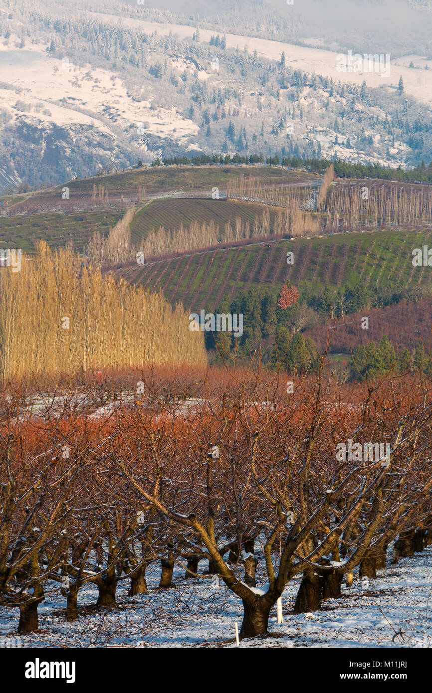 Une scène hiver arrive à l'automne à l'cerisiers près de la gorge du Columbia de l'Oregon. USA Banque D'Images