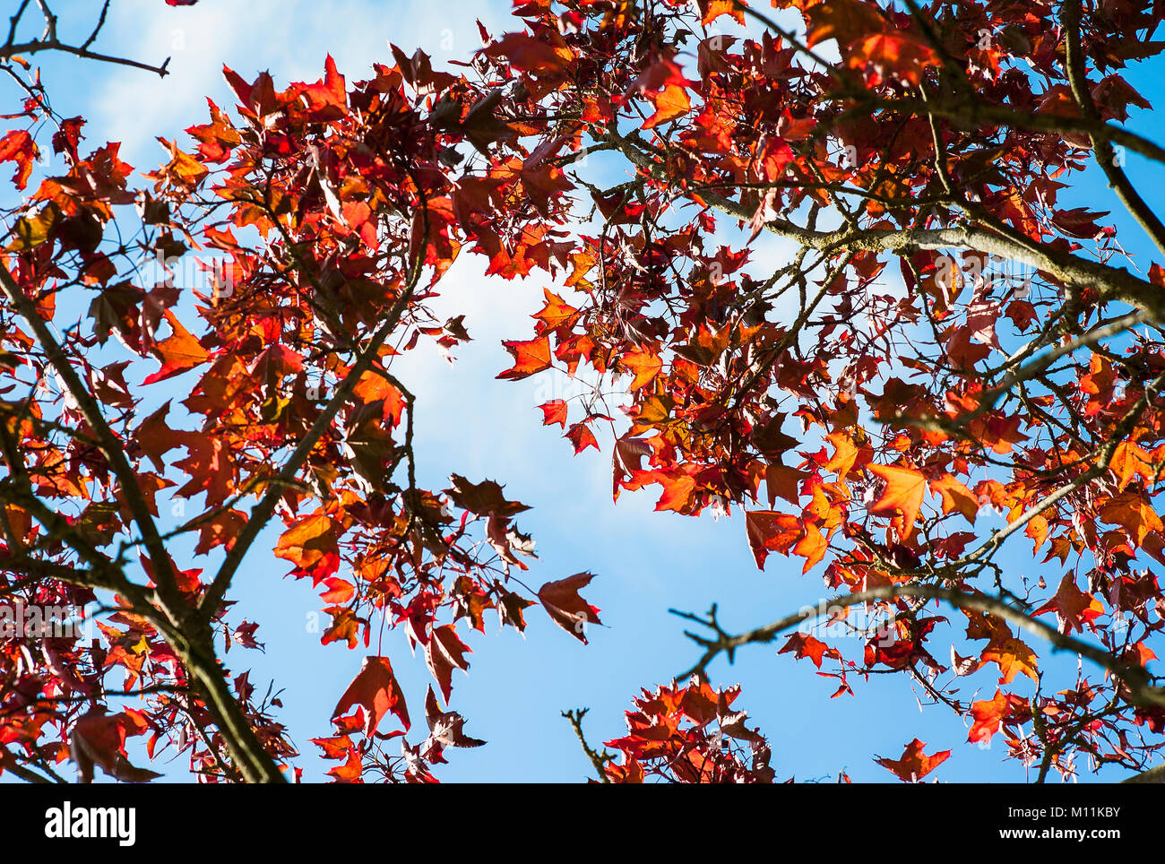 Coloration magnifique sur le feuillage de l'automne d'un champ en septembre de l'érable en UK Banque D'Images