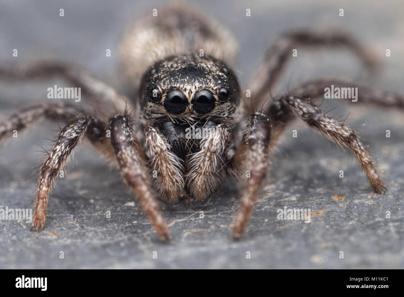 Zebra Thomisidae (Salticus scenicus) Photo montrant le frontal de grands yeux. Thurles, Tipperary, Ireland. Banque D'Images