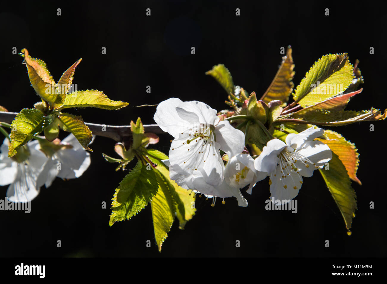 Pommiers en fleurs en avril dans le Trentin, en Italie. Banque D'Images