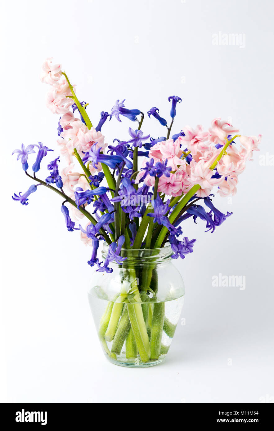 Jacinthe colorés de fleurs dans un vase de verre sur fond blanc Banque D'Images