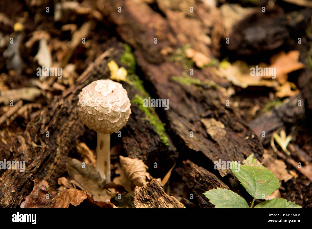 Champignons forestiers Banque D'Images