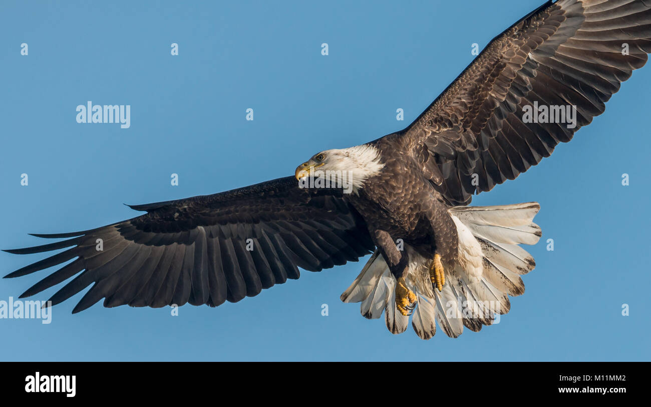 Cliché sélectif de la tête d'un aigle à tête blanche Photo Stock - Alamy