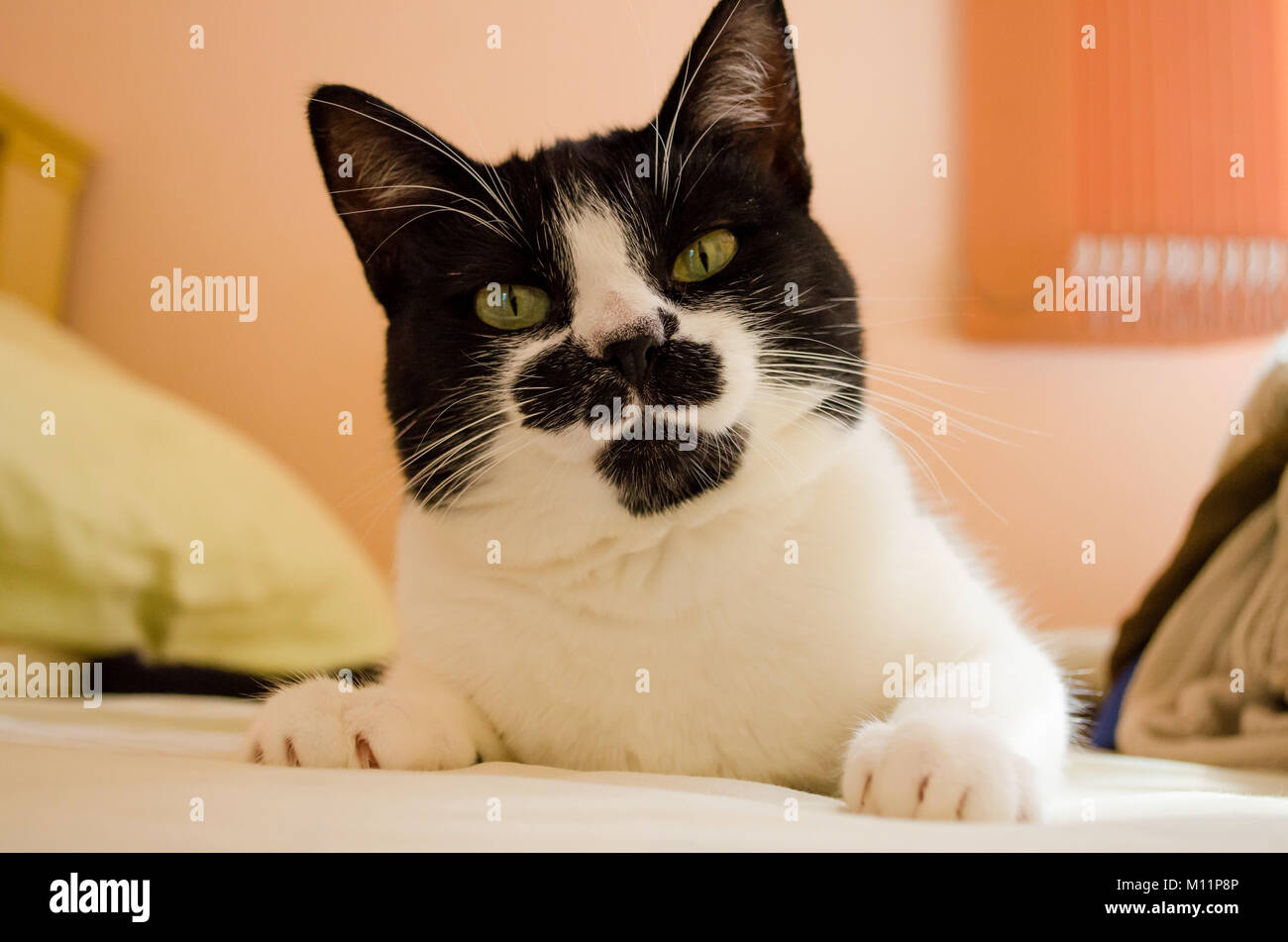 Femeale avec chat regard curieux et légèrement incliné la tête. Chat à tête noire et corps blanc et pattes douces. Banque D'Images