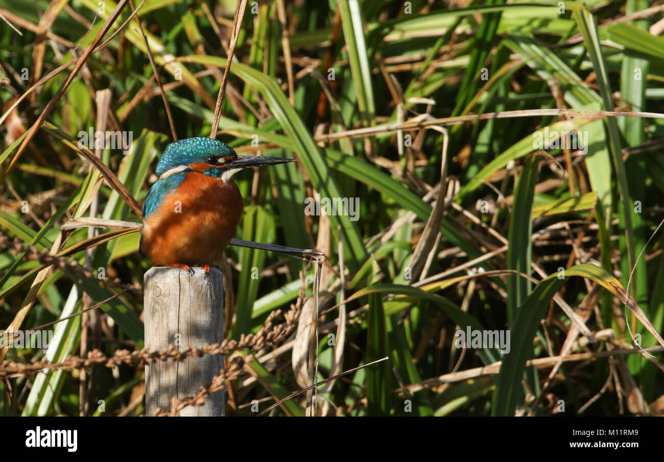 Une superbe femme Kingfisher (Alcedo atthis) perché sur un poteau au bord d'une rivière dans les roseaux. Banque D'Images