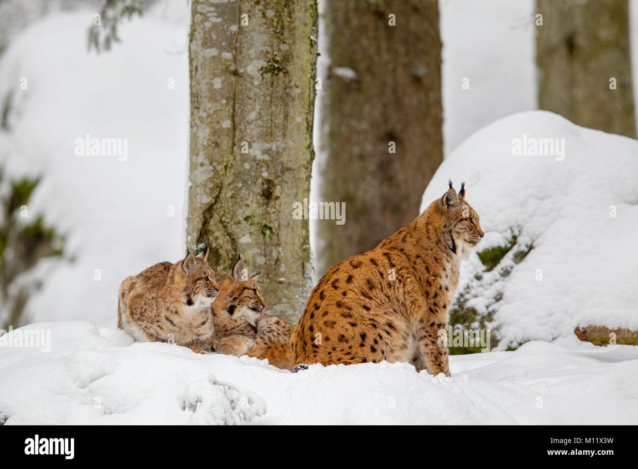 Le lynx eurasien (Lynx lynx), mère de famille avec deux chatons, dans la neige dans l'enceinte des animaux dans le Parc National de la forêt bavaroise, Bavière, Allemagne. Banque D'Images