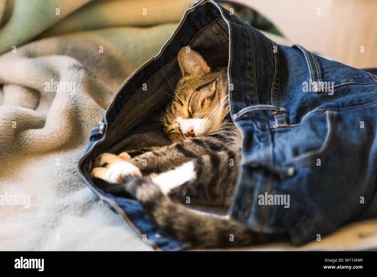 Un adorable chaton dormant dans des jeans de quelqu'un sur un lit Banque D'Images