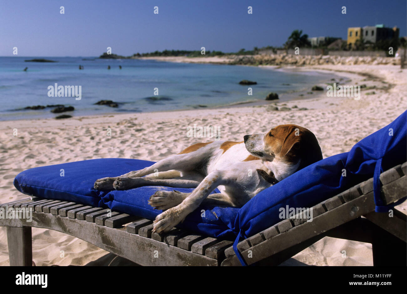 Dog on deckchair Banque de photographies et d'images à haute résolution -  Alamy