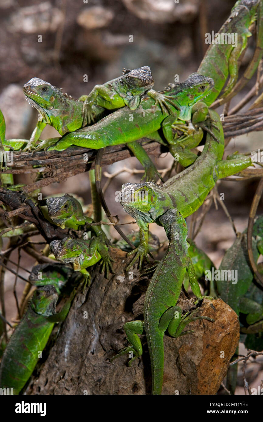Le Mexique. Chiapas. Tuxtla Guterriez. Les jeunes iguanes verts (Iguana rhinolopha. j). Banque D'Images