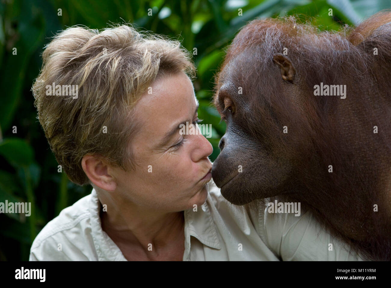 L'Indonésie. Zoo de Surabaya. Île de Java. L'orang-outan. (Pongo pygmeus) et touristiques s'embrassant. Close-up. Banque D'Images