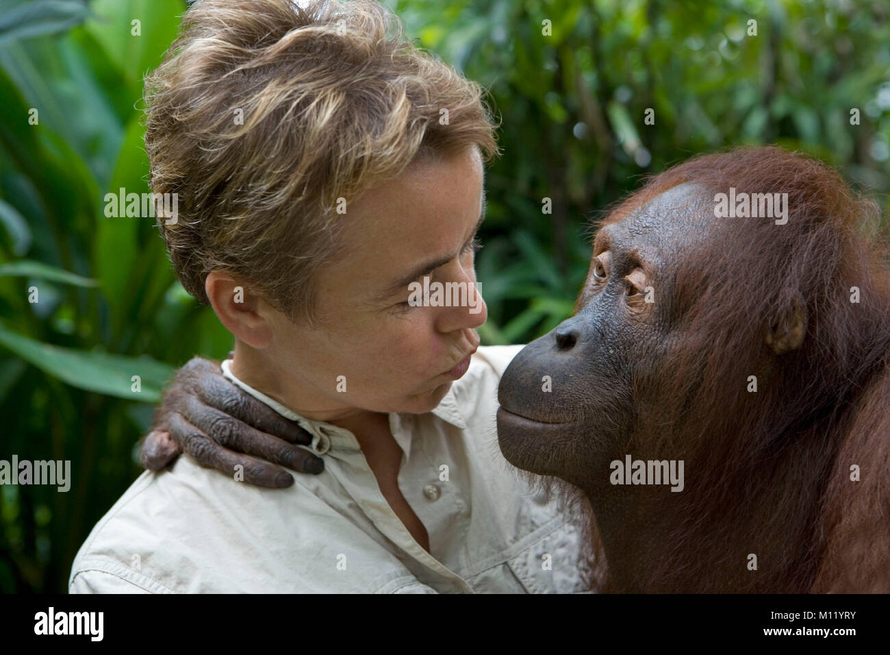 L'Indonésie. Zoo de Surabaya. Île de Java. L'orang-outan. (Pongo pygmeus) et touristiques s'embrassant. Close-up. Banque D'Images