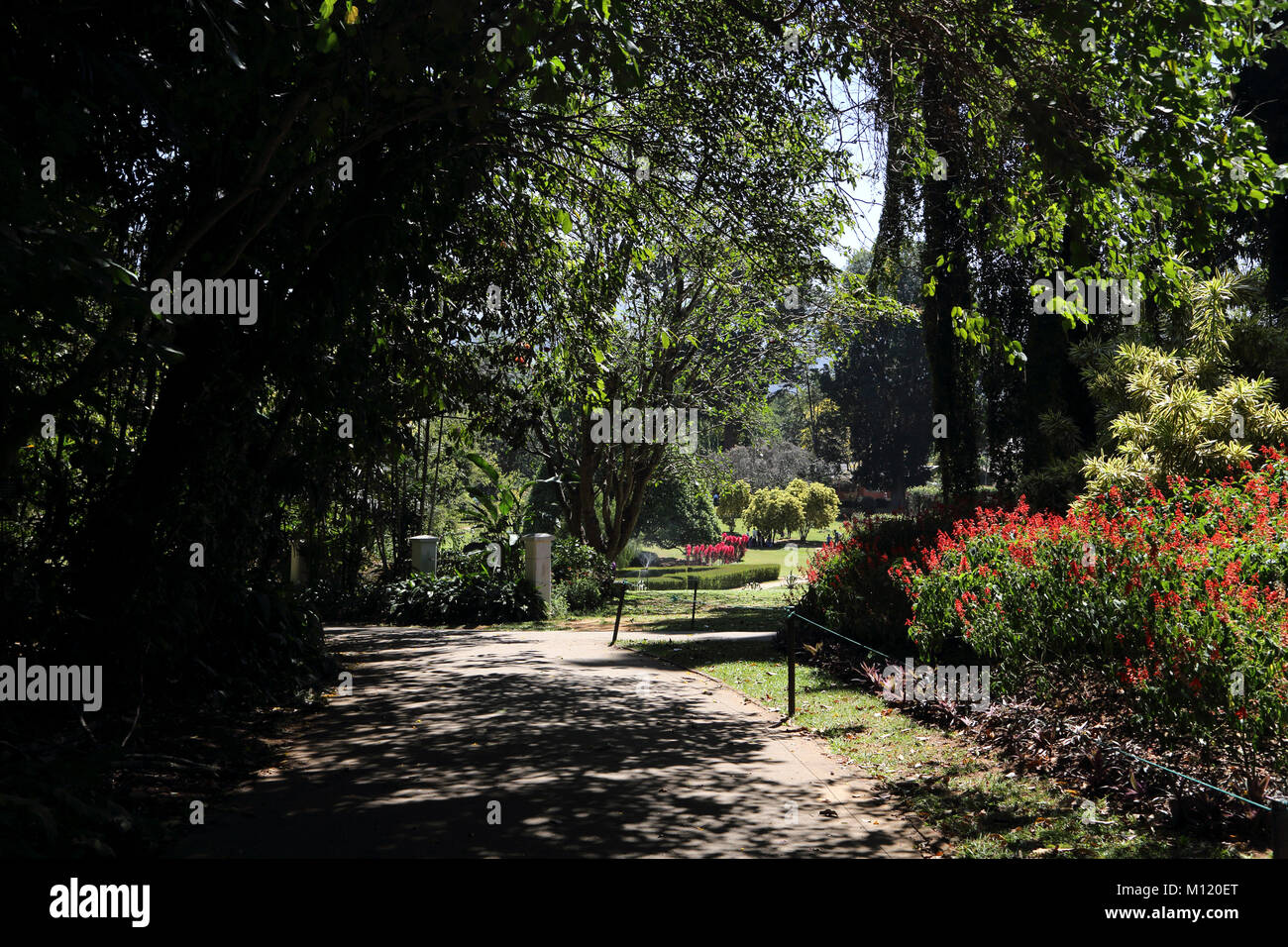 Peradeniya Kandy Province centrale Sri Lanka Peradeniya Royal Botanical Gardens Banque D'Images