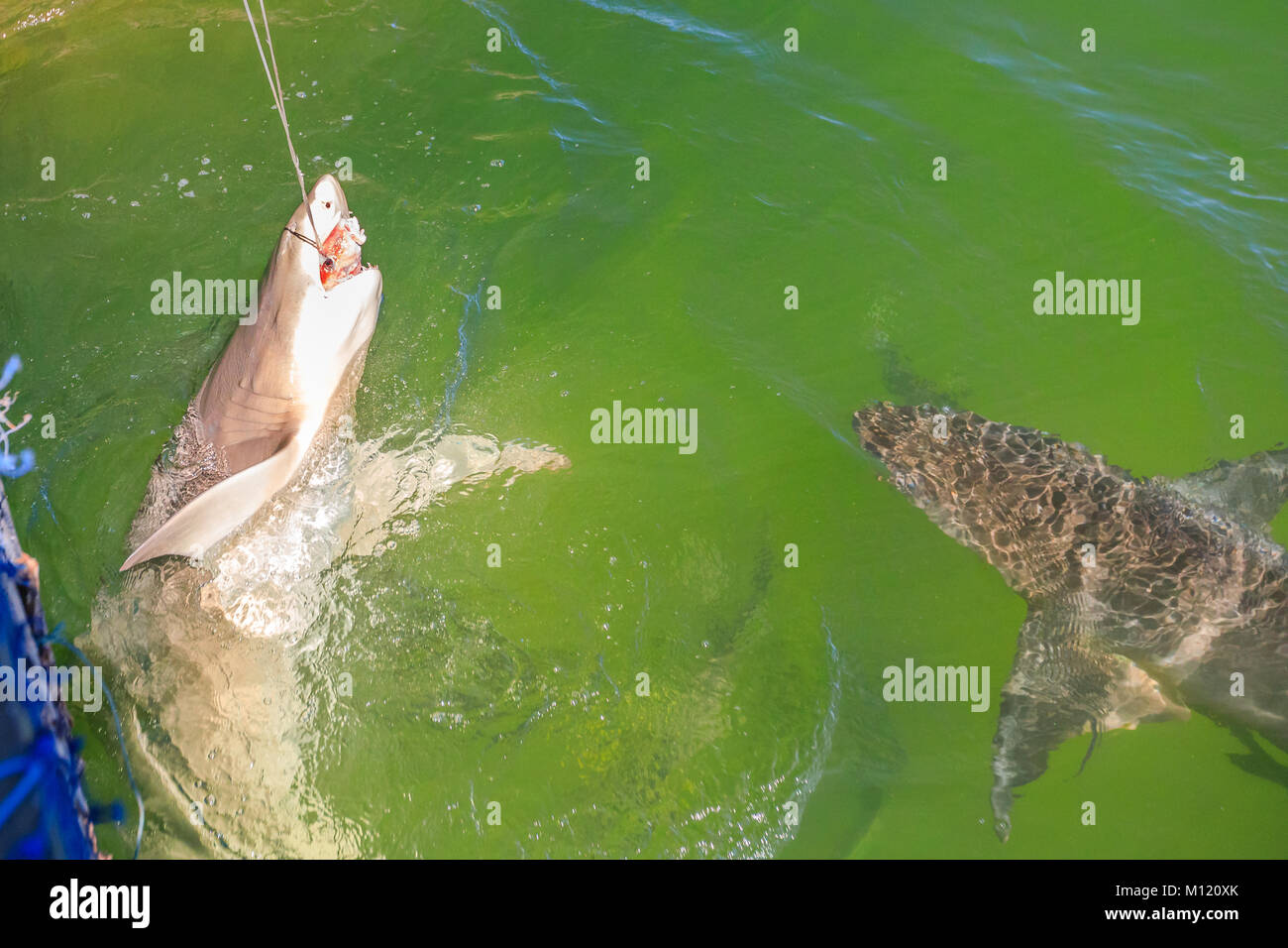 Le Shark Feeding Australie Banque D'Images