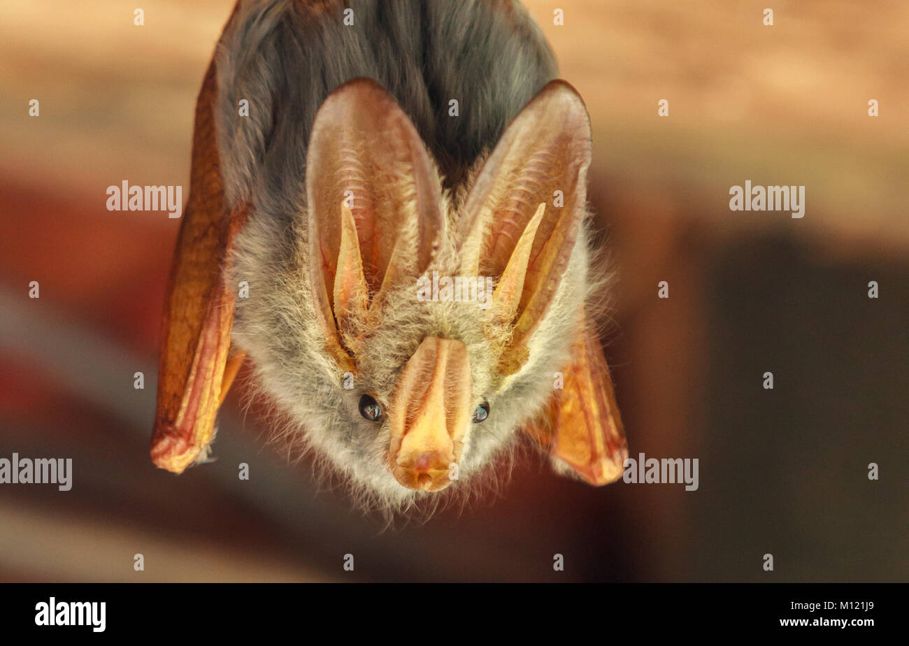 Les yellow-winged bat est une des cinq espèces de chauve-souris vampire faux à partir de l'Afrique. Banque D'Images