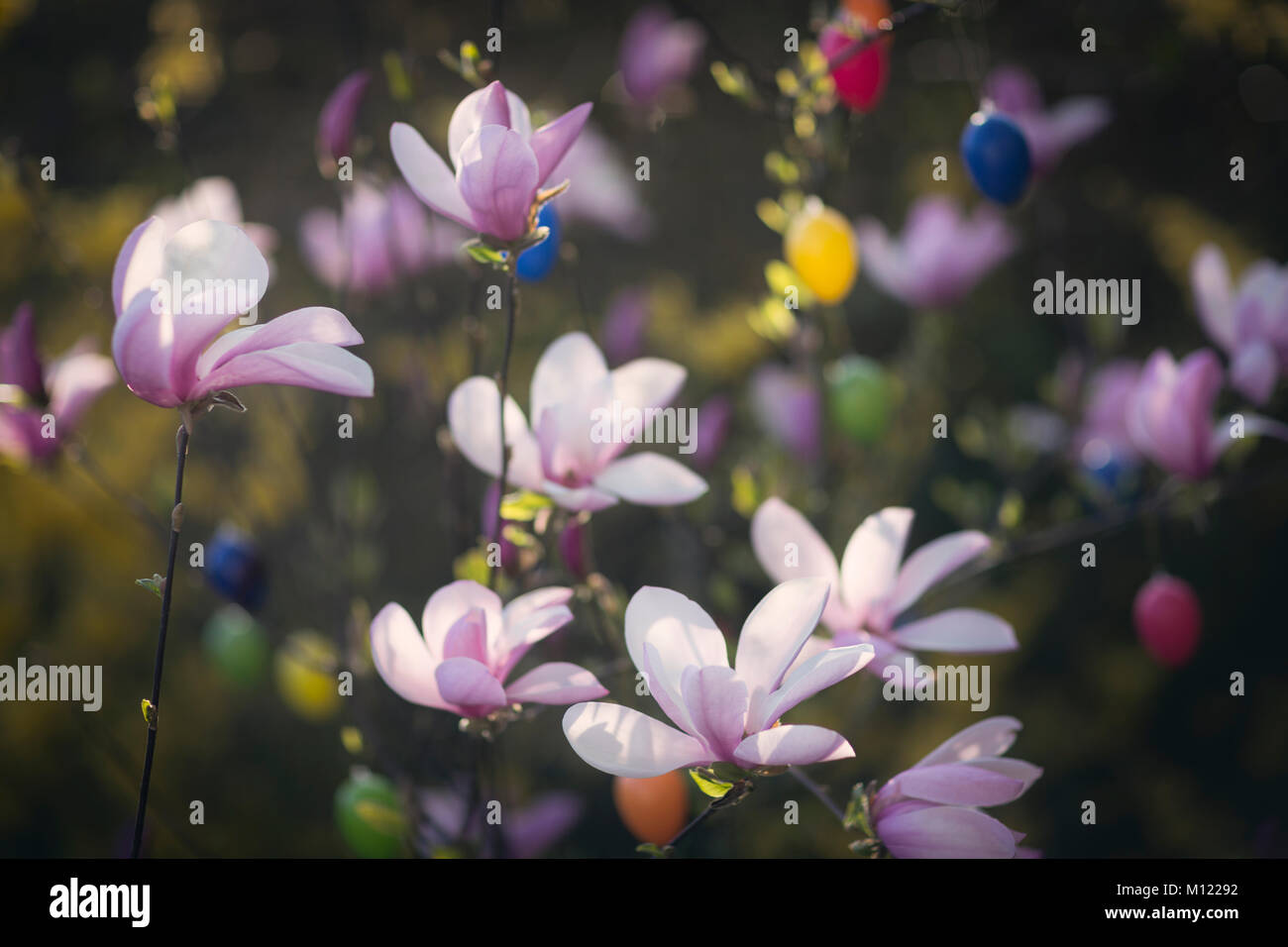 Fleurs Magnolia en fleurs Banque D'Images