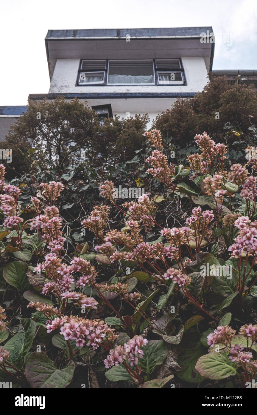 Fleurs de la rue et Jardin Paysage, Darjeerling, Inde Banque D'Images